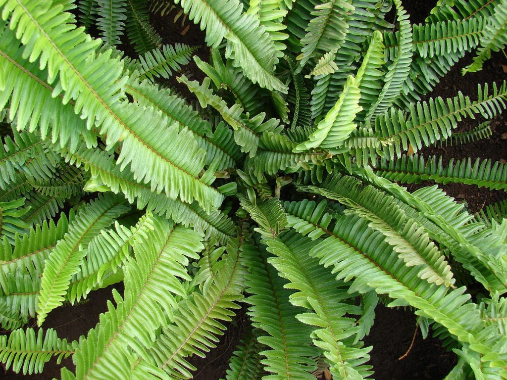 Comprehensive Guide to Caring for Nephrolepis Ferns